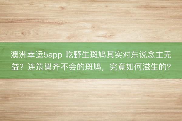 澳洲幸运5app 吃野生斑鸠其实对东说念主无益？连筑巢齐不会的斑鸠，究竟如何滋生的？